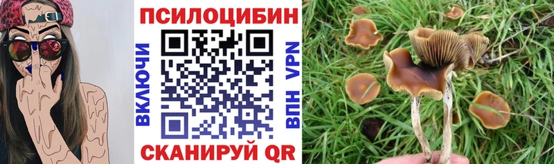наркотики Кировск Псилоцибиновые грибы Cubensis